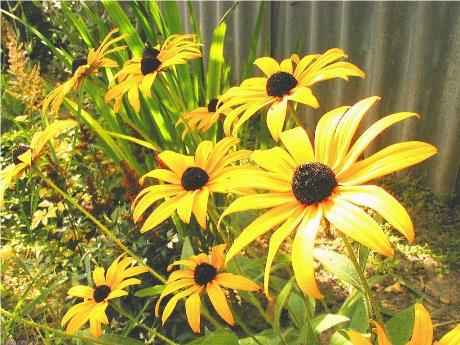 Bài giảng Vật lí 10 (cơ bản) - Bài 18: Cân bằng vật có trục quay cố định. Momen lực